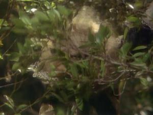 Beauty and the Beast Klaus Kinski the beast in the bushes